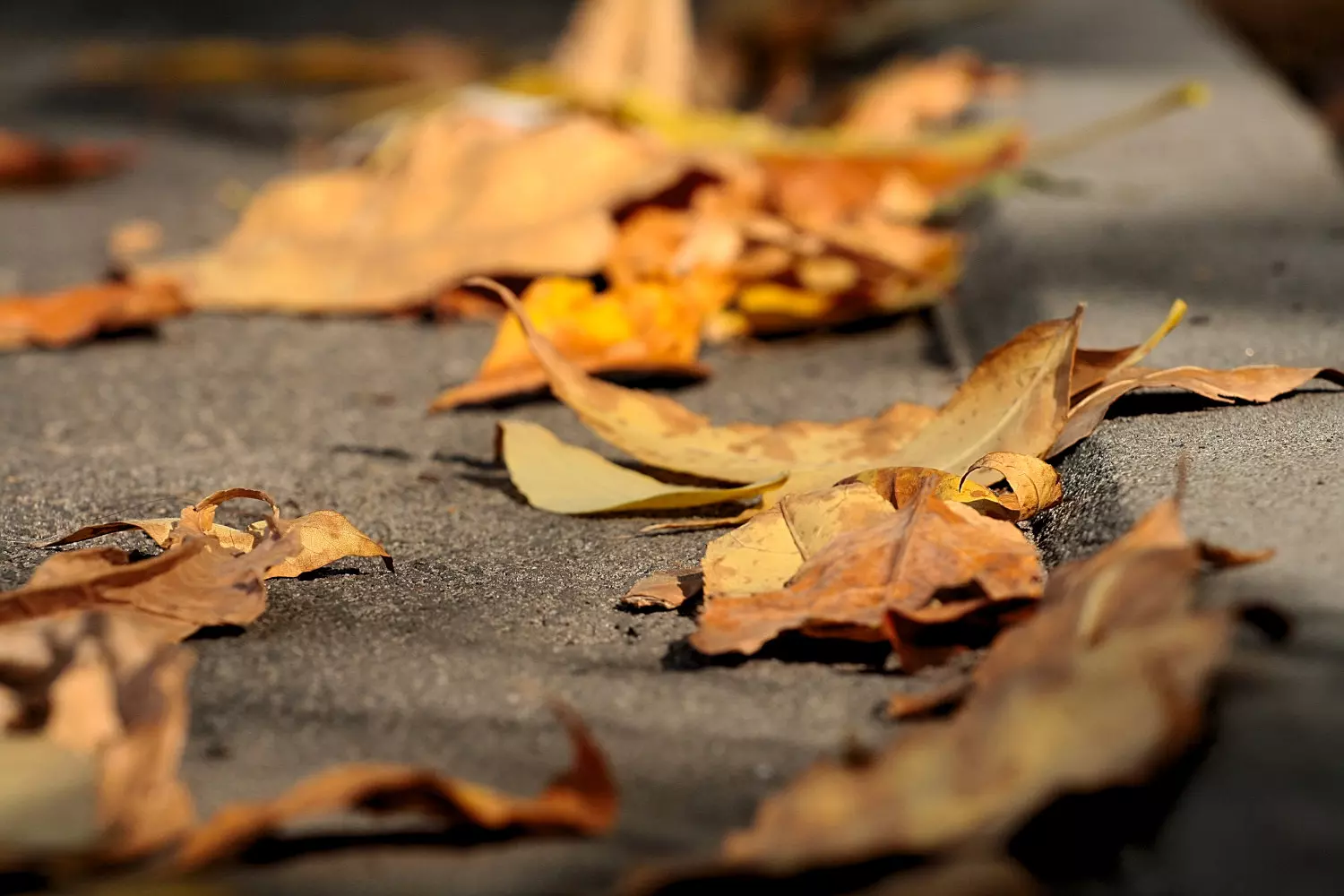 Ramasser les feuilles mortes : que dit la loi ?